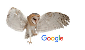 Google Owl Update