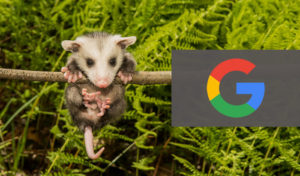 Google Possum Local SEO