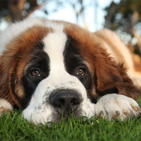 A Saint Bernard puppy