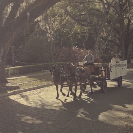 Horses taking carrige